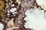 Polished Wild Horse Magnesite Slice - Arizona #114290-1